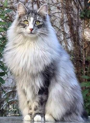 Champagne Princess - 3 Jahre + 7,5 Monate alt