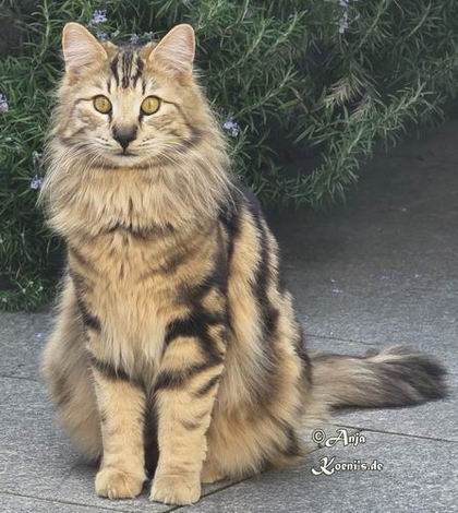 Gianni - fast 11 Monate alt