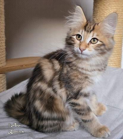 Kasimir - 12,5 Wochen alt