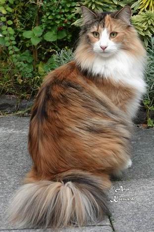 Namira - 1 Jahr + 6,5 Monate alt