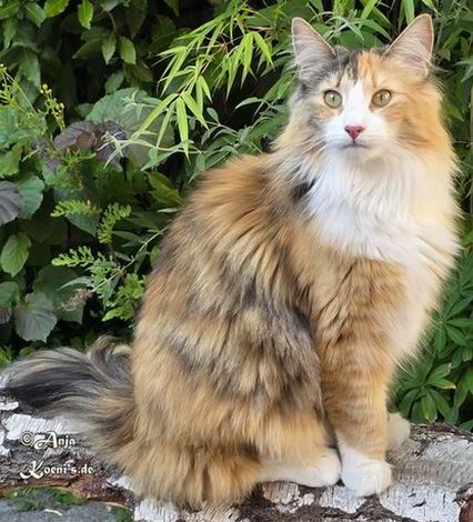 Namira - 1 Jahr + 2,5 Monate alt