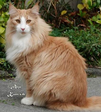 Namira - 1 Jahr + 6,5 Monate alt