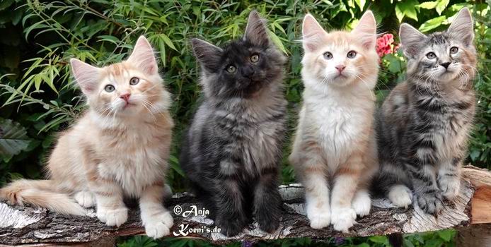 Uncle Jack, Uranus, Uncle Jim & Undine - 12 Wochen alt