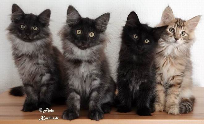 Vasco, Viani, Vivian & Victor - 12 Wochen alt