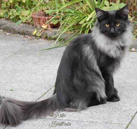 Viani - 7 Monate alt