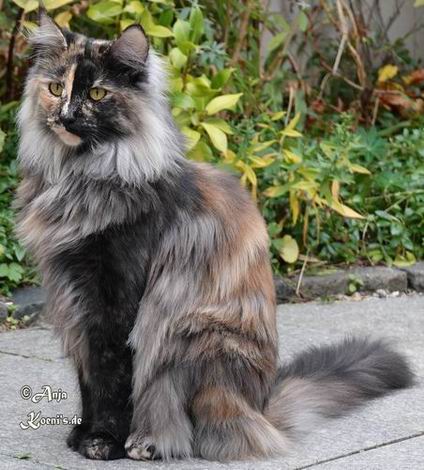 Waltraut - 1 Jahr + 7 Monate alt